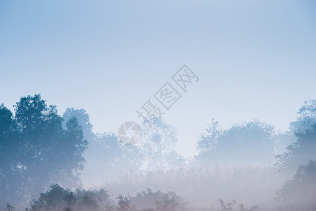 薄雾中的林背景图片