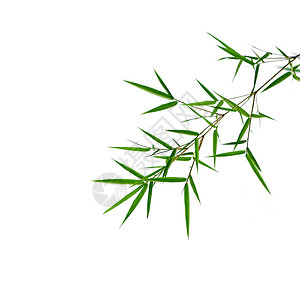 白色竹子素材竹叶背景