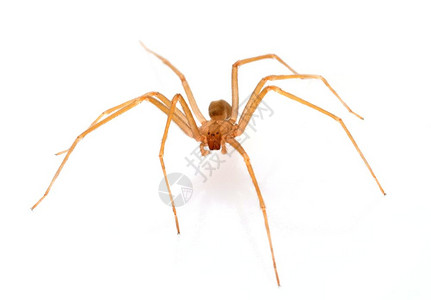 白色背景前的棕隐蜘蛛图片