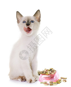在白人背景面前饥饿的年轻小猫背景图片