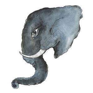 卡通灰色大象大象头手画水彩图白色背景背景