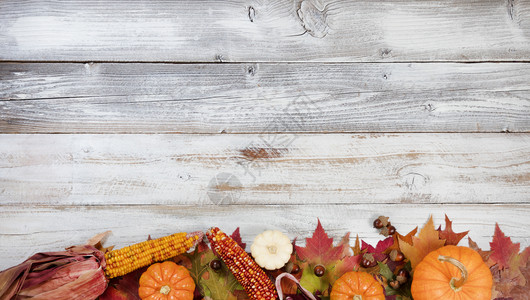 在感恩节和秋季假日用南瓜果子玉米和橡树种植秋叶底边背景有大量复制空间图片