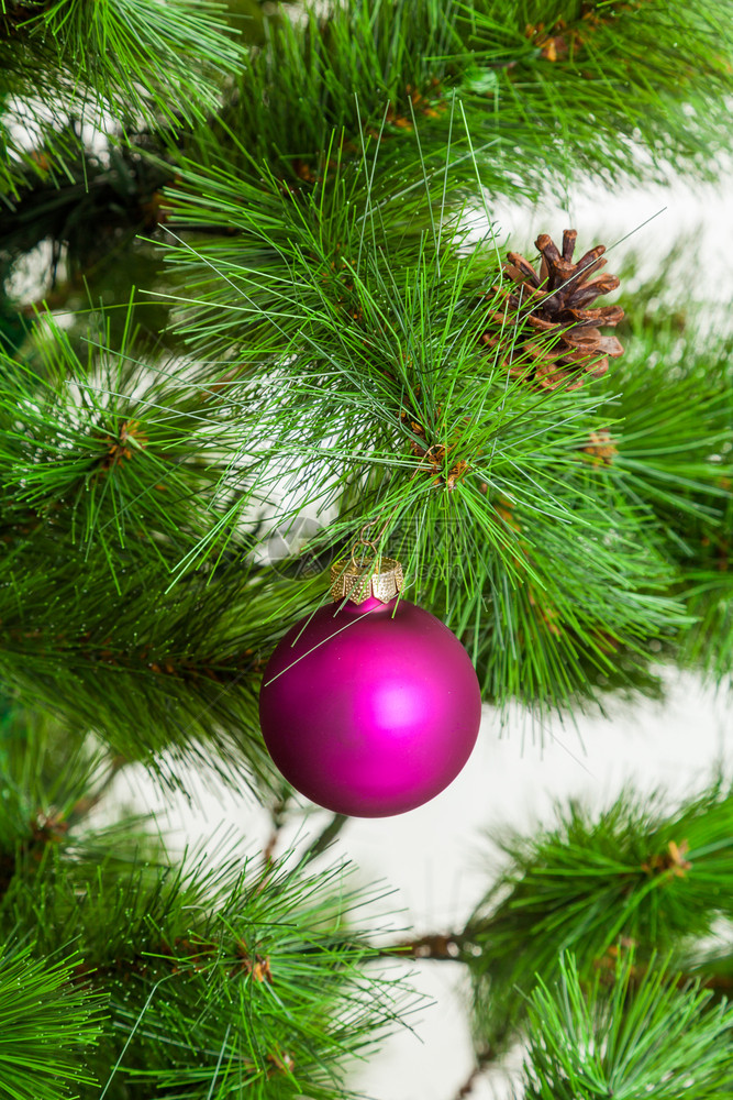 圣诞舞会挂在松树枝上圣诞装饰图片