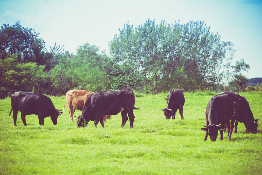 牛在绿地上夏草牧场上图片