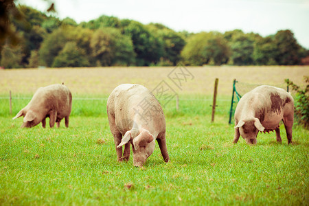 养猪场野外草地上健康背景图片