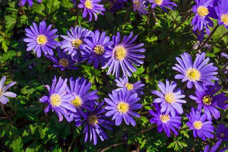 粉和紫花背景图片