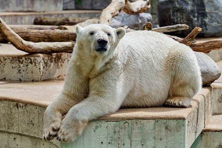 动物园的白北极熊图片