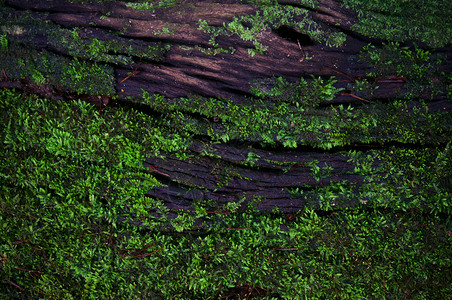 绿苔地衣原背景纹理自然美具有复制空间高清图片