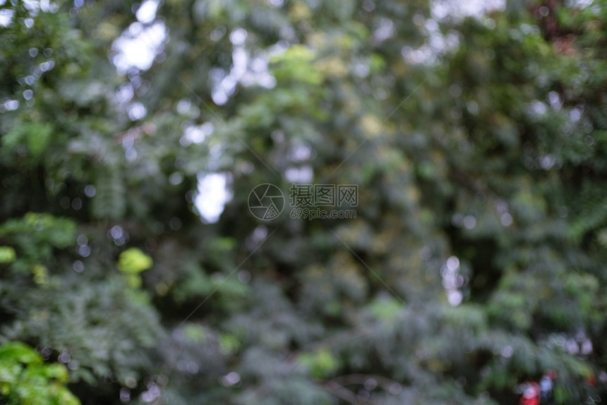 模糊明亮的自然美貌背景模糊了布基亚森林的树叶花园和公与阳光用于背景和视角图片