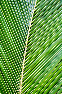 棕椰树叶图片