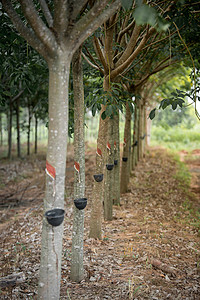 泰国橡胶树种植园图片