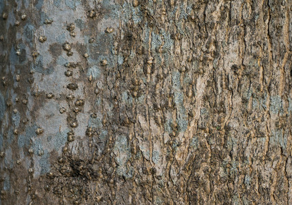 古老的天然木制树皮纹理作为天然本底使用高清图片