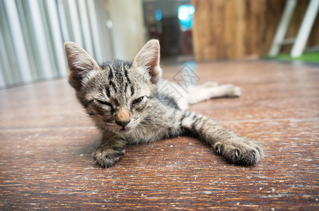 小猫矢量可爱的小猫咪刚醒来背景