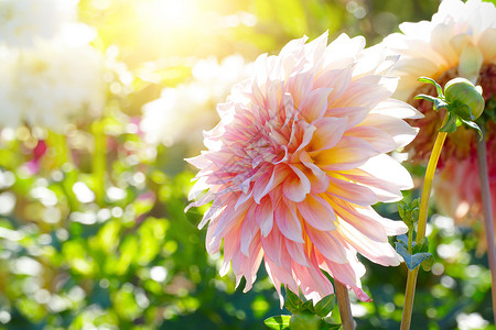 白菊花在太阳背光下浅的田地深处高清图片