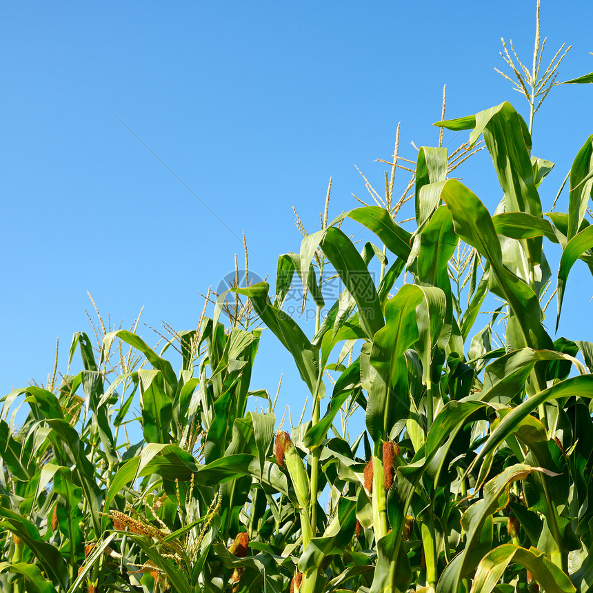 蓝天背景的新鲜玉米树枝康菲尔德图片