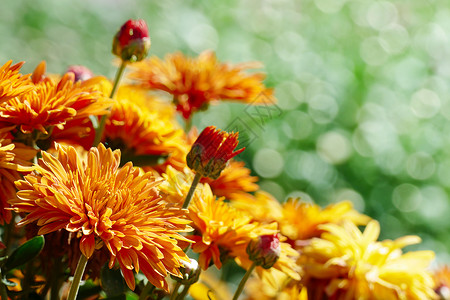 黄色花朵菊在公园的棚上开聚焦于前景图片