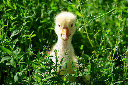 草坪上绿地的小黄鹅图片