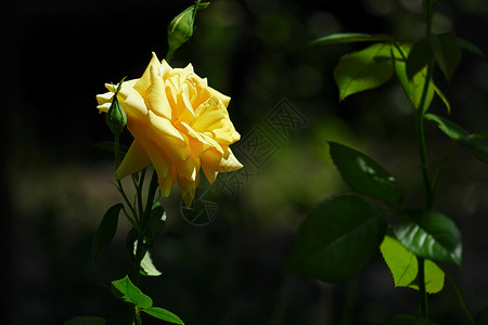 在黑暗绿树背景上盛开的黄玫瑰花朵背景图片