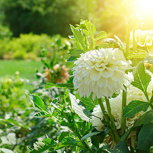 清晨美丽的白大花朵图片
