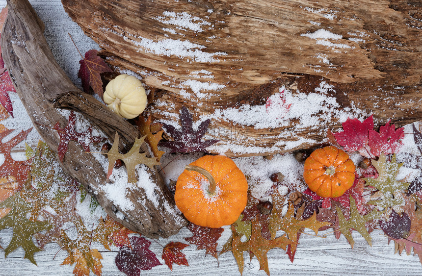 秋天装饰配有漂浮木和生锈的白板上叶子图片