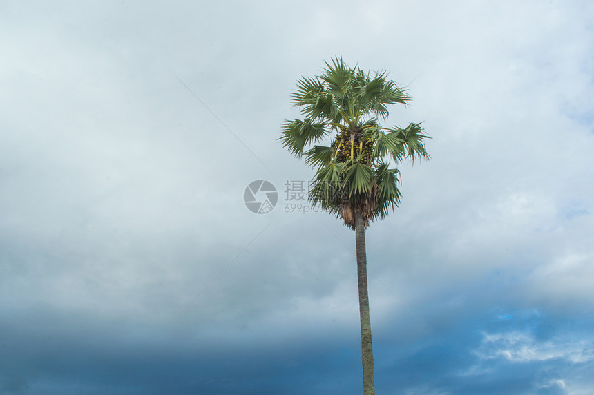 天空背景上的拖燥棕榈树图片