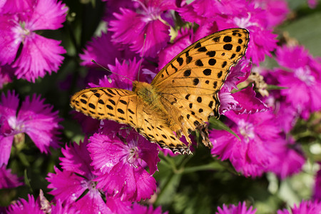 粉红色花朵上有黑斑点的橙色蝴蝶背景图片