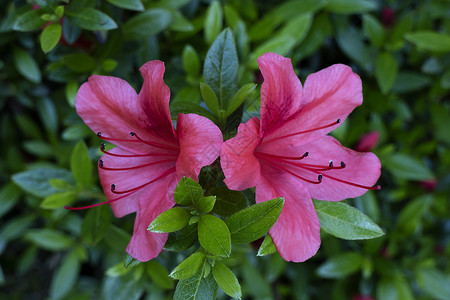 两朵粉红色的花高清图片