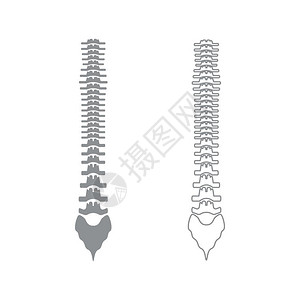人类脊灰形图示人类脊椎图示标图片