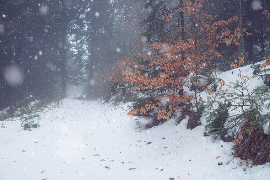 雪冬季森林图片