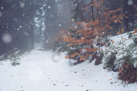 雪冬季森林图片