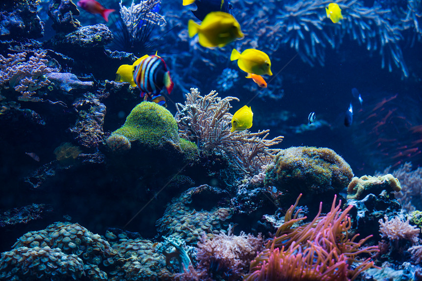 珊瑚礁多彩鱼类群图片