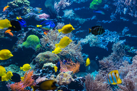 珊瑚礁多彩鱼类群图片