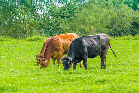 草地上的牛群放牧小图片