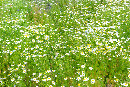 春草地的白菊花鲜背景图片