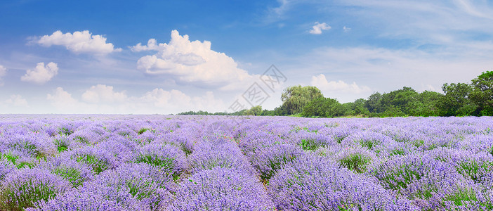 彩色的紫衣草地鲜花茂盛天空蓝背景