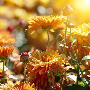 清晨的太阳照亮了橙色菊花背景图片