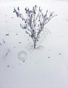 冷冻植物冬季背景雪下的干草图片