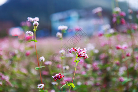 鲜热花山丘图片