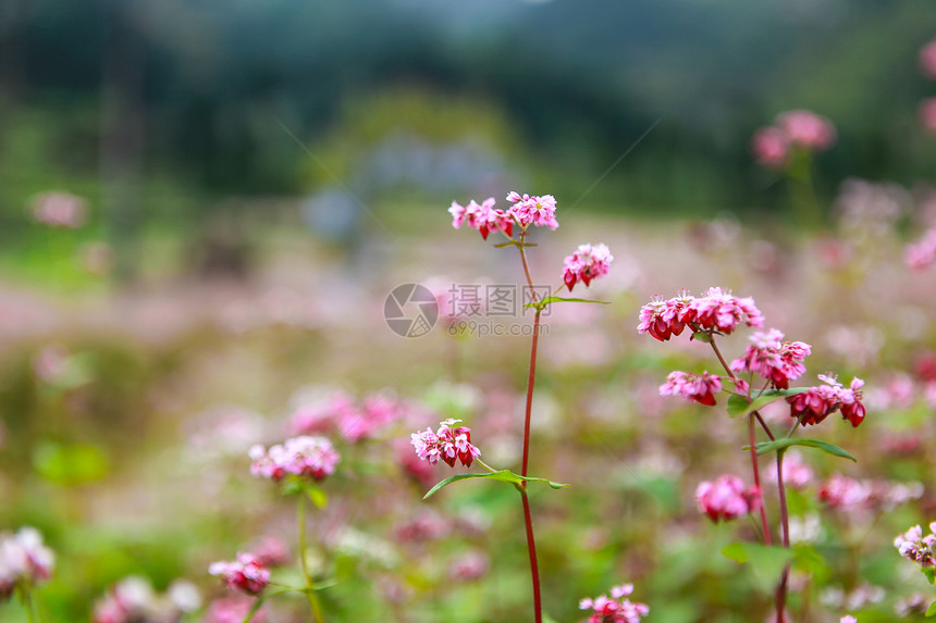 鲜热花山丘图片