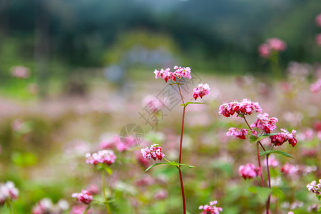 鲜热花山丘图片