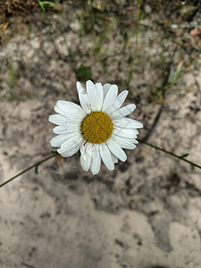 Cammile花朵与沙地背景花卉与沙地背景质背景图片