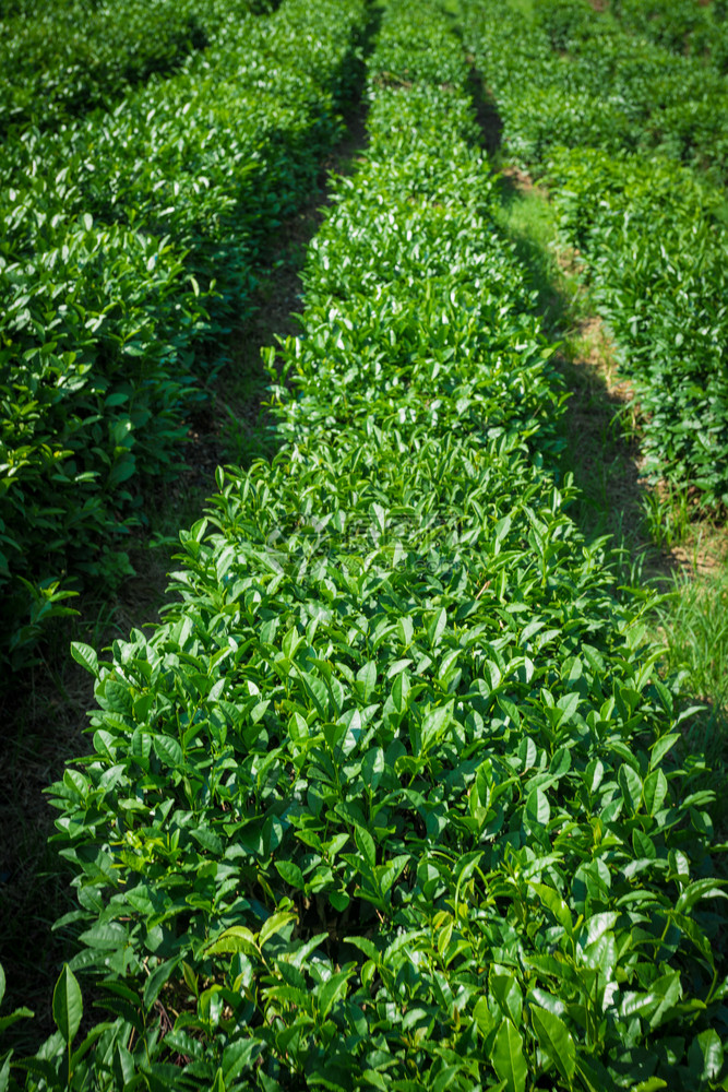 茶叶种植自然背景图片