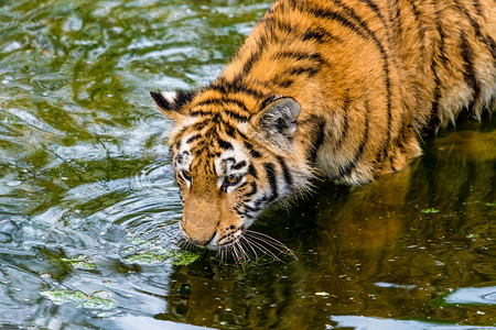 虎在河水中行走图片