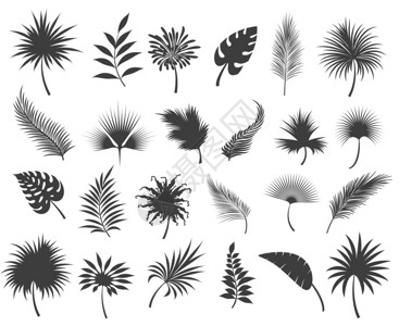 棕榈树叶枝热带椰子和香蕉丛林棕榈叶或圆形树矢量图背景图片
