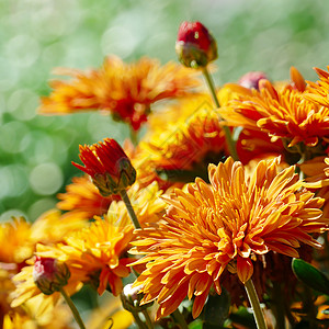 橙色花朵头黄色花朵菊在公园棚上开聚焦于前景背景