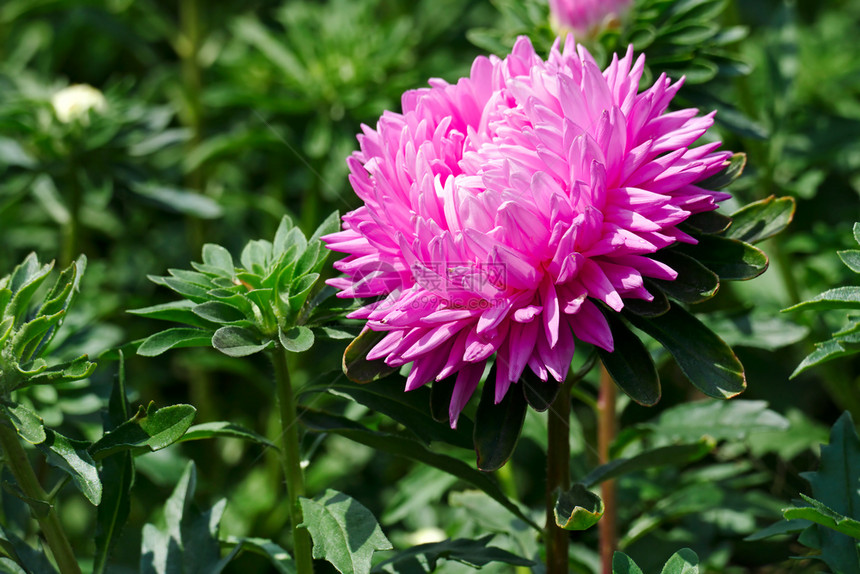 城市公园花棚上的明亮粉红花朵图片