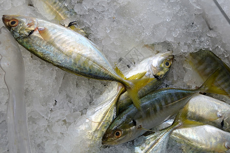 新加坡市场上销售的黄尾鱼条高清图片