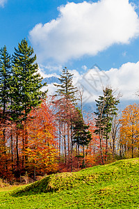 美丽的秋林森景观背景图片