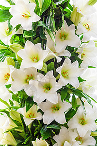 白色百合花美丽的白色百合花图片