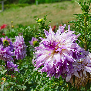 夏日公园花床上的光紫罗兰大丽亚集中关注花朵浅的田野深处背景